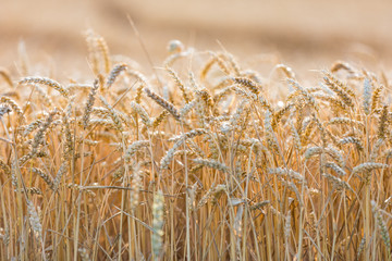 Fototapeta premium Weizenfeld in Deutschland Ende Juli