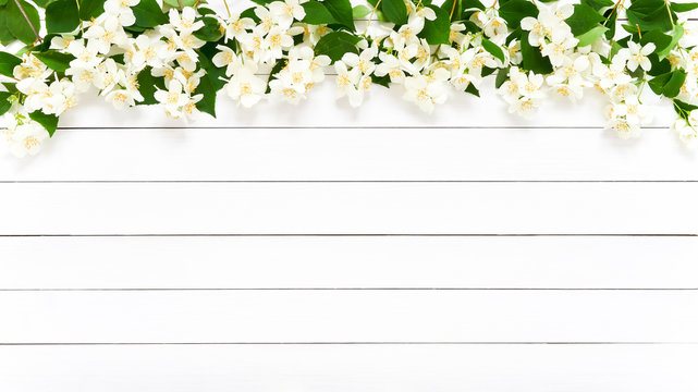 Jasmine, Philadelphus or mock-orange flowers border on white wooden background. Copy space, top view. Summer, spring background.