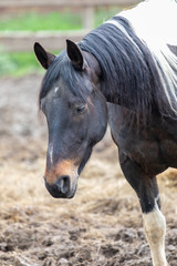 Obraz premium Westernpferd Portrait