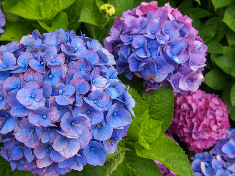 青い紫陽花