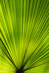 Obraz premium Green leaf texture pattern with light and shadow