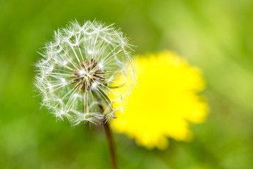 Pusteblume