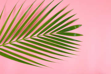 Fototapeta premium Tropical palm leaf on light pink background.