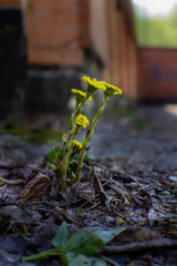 dandelion has grown through a crack in the pavement near the building wall