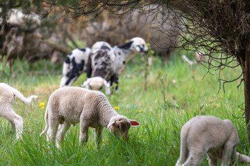 Lämmer auf der Weide im Frühling
