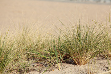 Sanddünen mit Dünengräsern, Deutschland, Europa