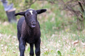 Fototapeta premium Schwarzes Lamm auf Weide