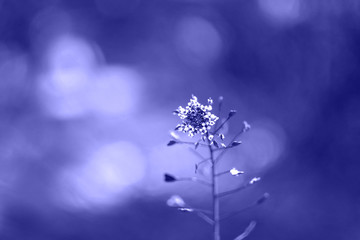 Fototapeta na wymiar Wild Capsella flower with heart shaped leaves on blurred background in trendy Phantom Blue color toned closeup. Tranquil macro wallpaper 2020 year. Dark blue colored blossom screensaver on the desktop