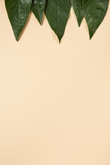Fototapeta na wymiar Leaf background for beautiful designs