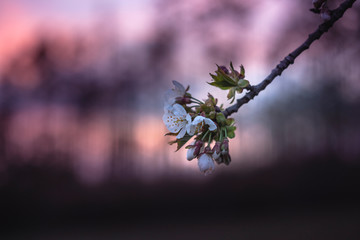 Spring cherry blossoms with interesting, beautiful bokeh.