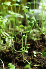 Young seedlings grown at home.Young basil. Isolation.In the photograph, the plants are placed randomly, with some contrasts, blurred against the background.