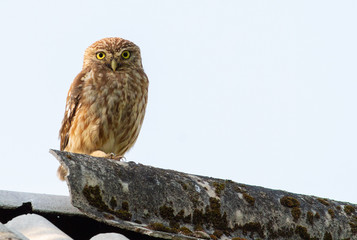 Little owl, Athene noctua. A bird sits on the roof of an old house