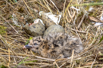 Newborn chick of European herring gull