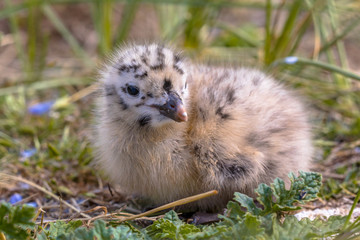 Newborn chick of European herring gull