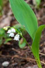 Maiglöckchen - Convalaria majalis