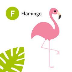 Letter F. Flamingo. Exotic tropical pink bird. Zoo animal alphabet. English abc with cute cartoon kawaii funny baby animals. Education cards for kids. White background. Flat design.