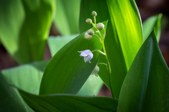 Maigl&ouml;ckchen - Convalaria majalis