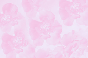 Fototapeta na wymiar Floral carnation flowers pattern. Light pink background