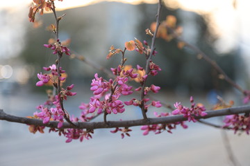 Branches and pink flowers of blooming almond
