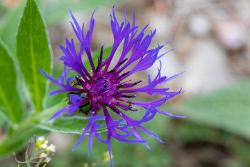 Berg-Flockenblume