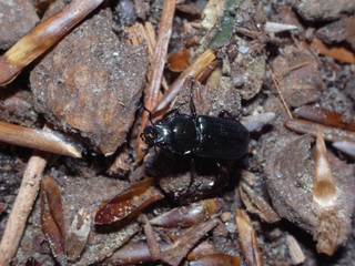 Platycerus caraboides is a species of stag beetle belonging to the family Lucanidae.