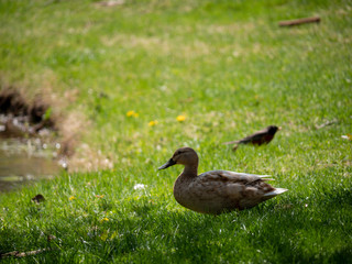 duck on the grass near lake