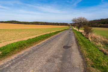 Fototapeta na wymiar asphalt road in the fields with flowering trees on the edges, beautiful blue sky, czech jeseniky