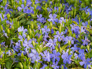 blue flowers