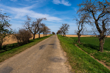 asphalt road in the fields with flowering trees on the edges, beautiful blue  sky, czech jeseniky