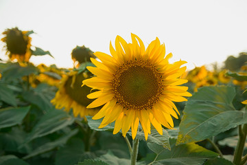 Sunflower in the field in early spring at sunset.