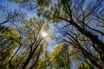 Fototapeta premium trees and sky