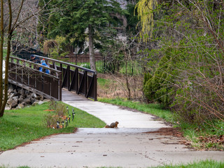 bridge in the park
