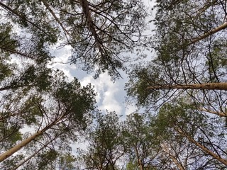 Trees on a background of blue sky