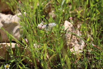 Butterfly on the grass