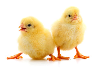 Two yellow chicks.