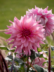 Obraz premium Dahlia