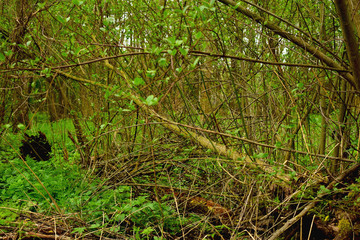 The forest is densely overgrown with grass, fallen trees, vines.