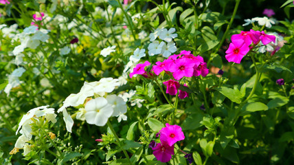 pink, white and violet flower bunch in garden