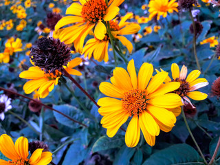Summer day. In the frame of yellow flowers on blue grass. Fantastic colors. Horizontal frame. Color image.