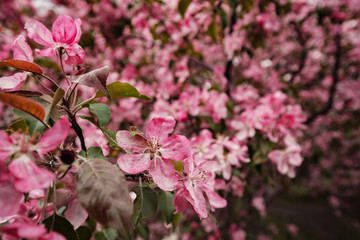 Pink flowers of Apple trees in the spring in Kolomenskoye Park in Moscow