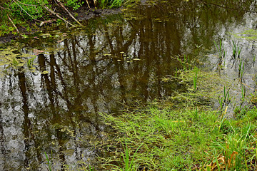 A narrow river flows through the deciduous forest, the banks of which are overgrown with grass.