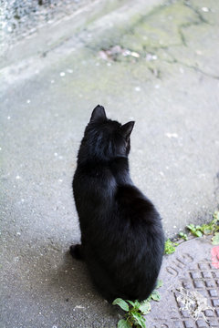 A black cat sits on the ground and looks into the distance