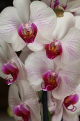 Fototapeta na wymiar pink orchid flower