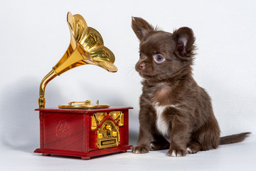 A cute little brown Chihuahua puppy sits next to a clockwork music box, a gramophone on a white...