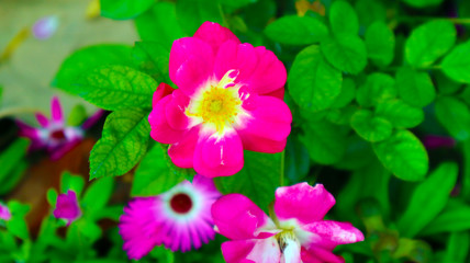 beautiful pink and red rose in garden