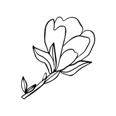 A branch of blooming magnolia. Black outline on an isolated white background. Flowers in doodle style. Spring magnolias. Stock vector illustration.