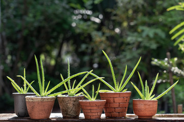 Morning outdoor activity to watering aloe vera pot plant