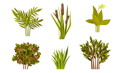 Different Lush Bushes and Grass with Reed Plant Vector Set