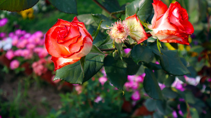 Obraz premium Beautiful rose flower plant in garden