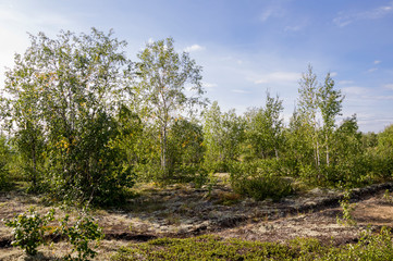 Birch grove and bright blue sky. Green trees in the summer forest. Travel on nature. Landscapes, North